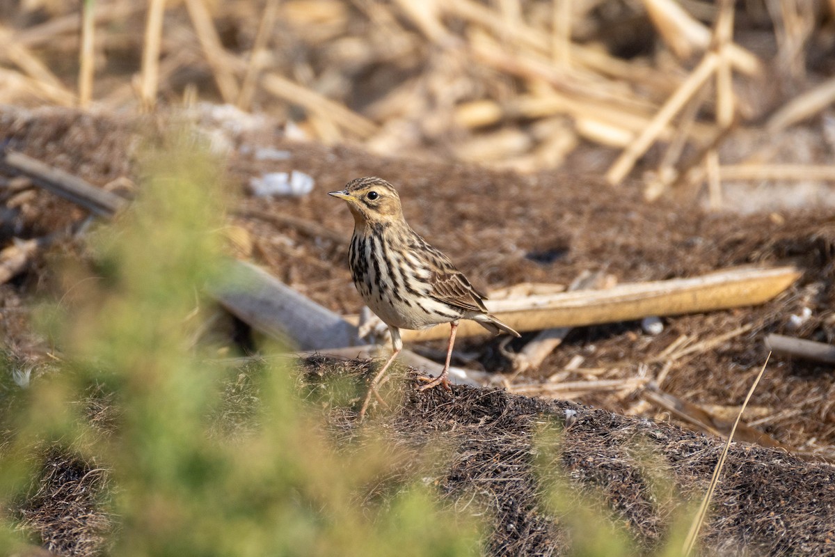 Red-throated Pipit - Simeon Andrews