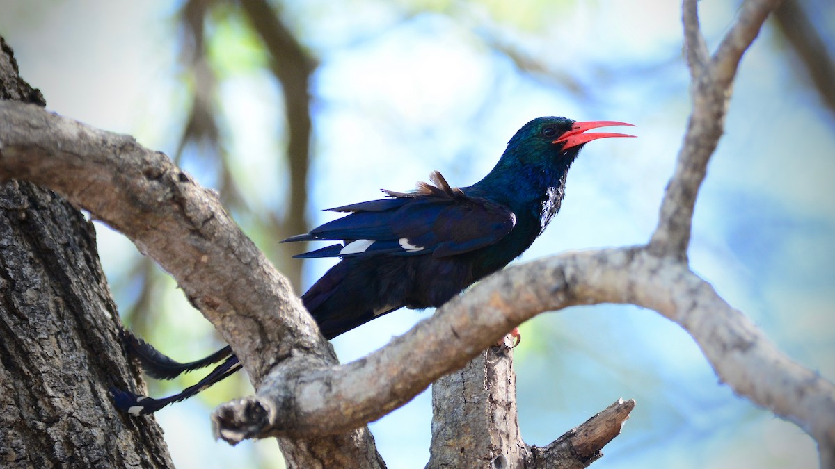 Green Woodhoopoe - Jamie Baker