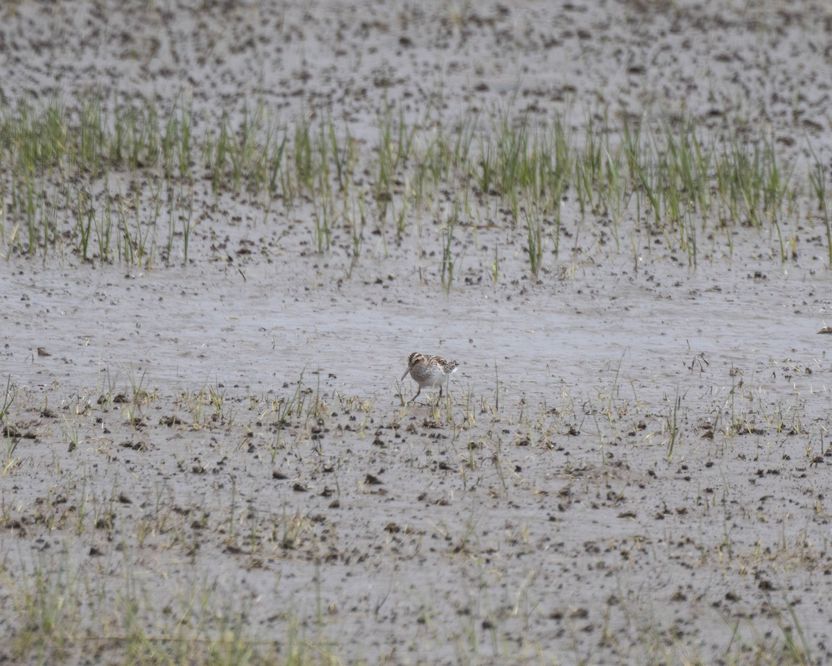 Broad-billed Sandpiper - ML617705713