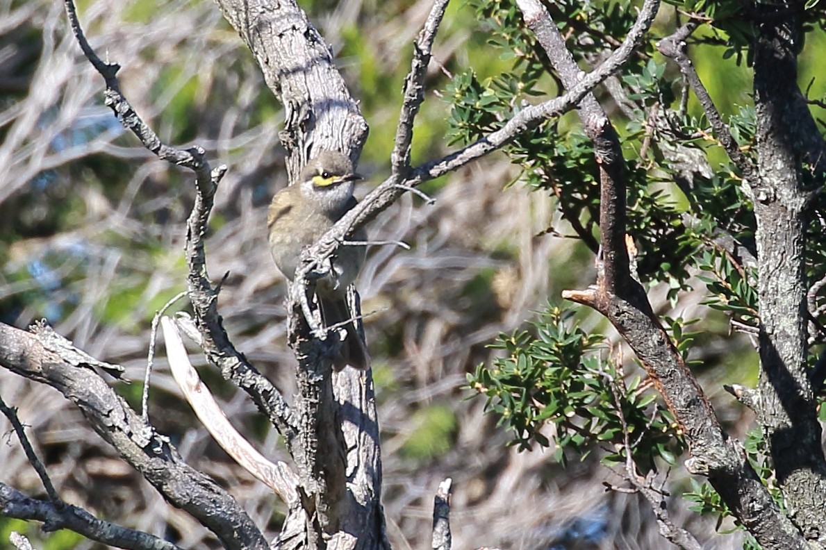 Yellow-faced Honeyeater - Scott Eaton