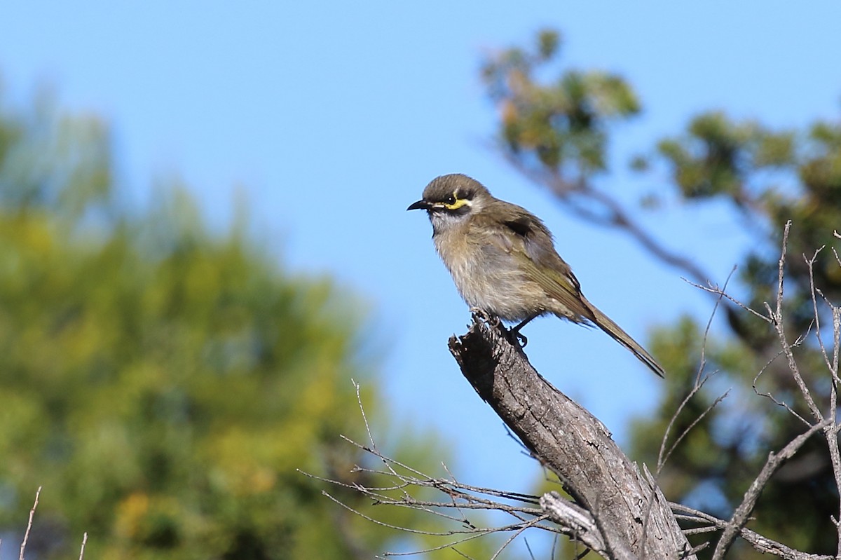 Yellow-faced Honeyeater - Scott Eaton