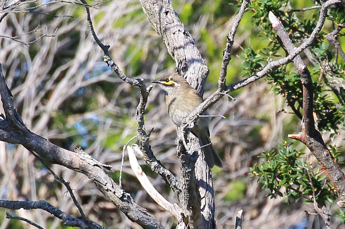 Yellow-faced Honeyeater - Scott Eaton