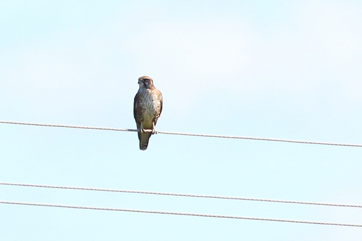 Brown Falcon - Scott Eaton