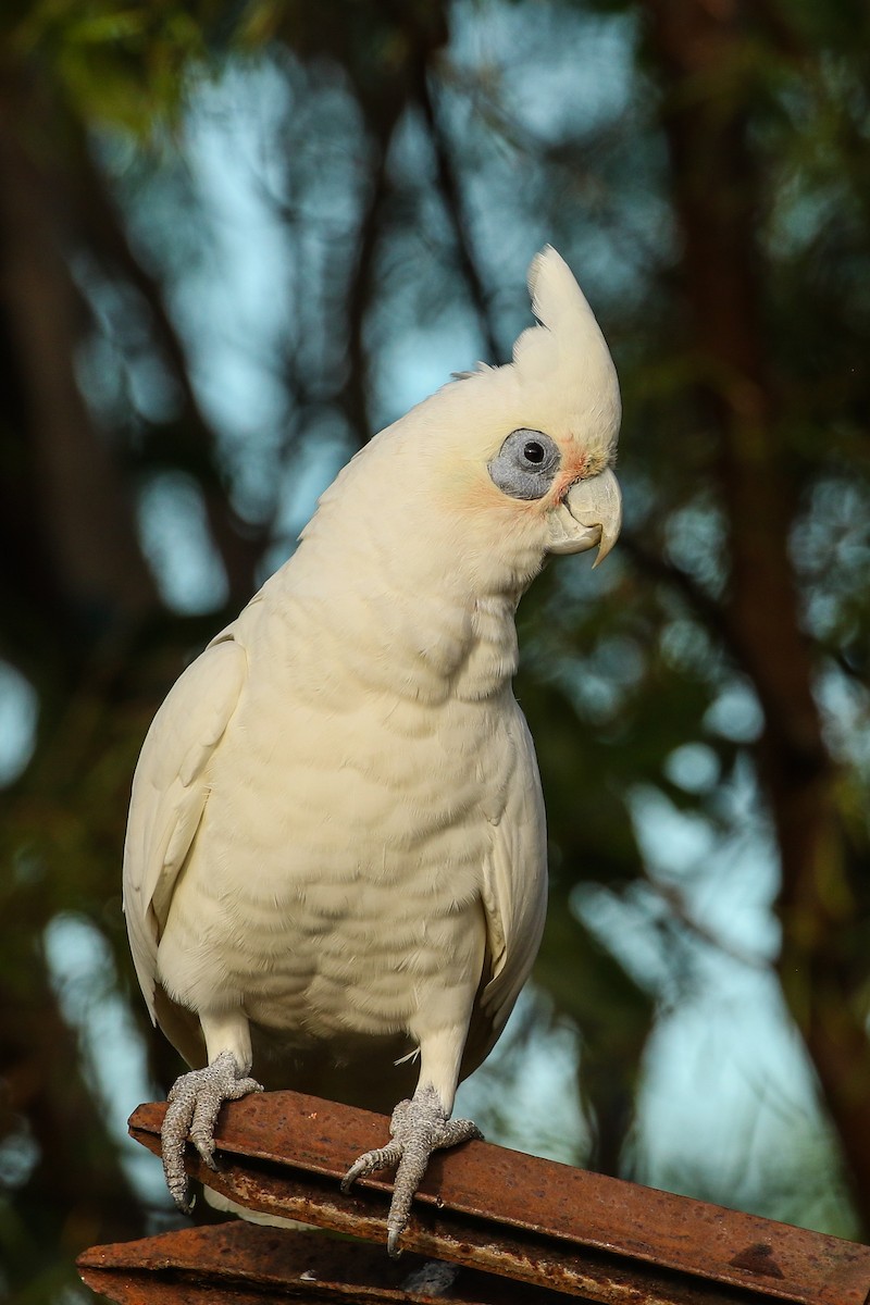 Cacatúa Sanguínea - ML617705794