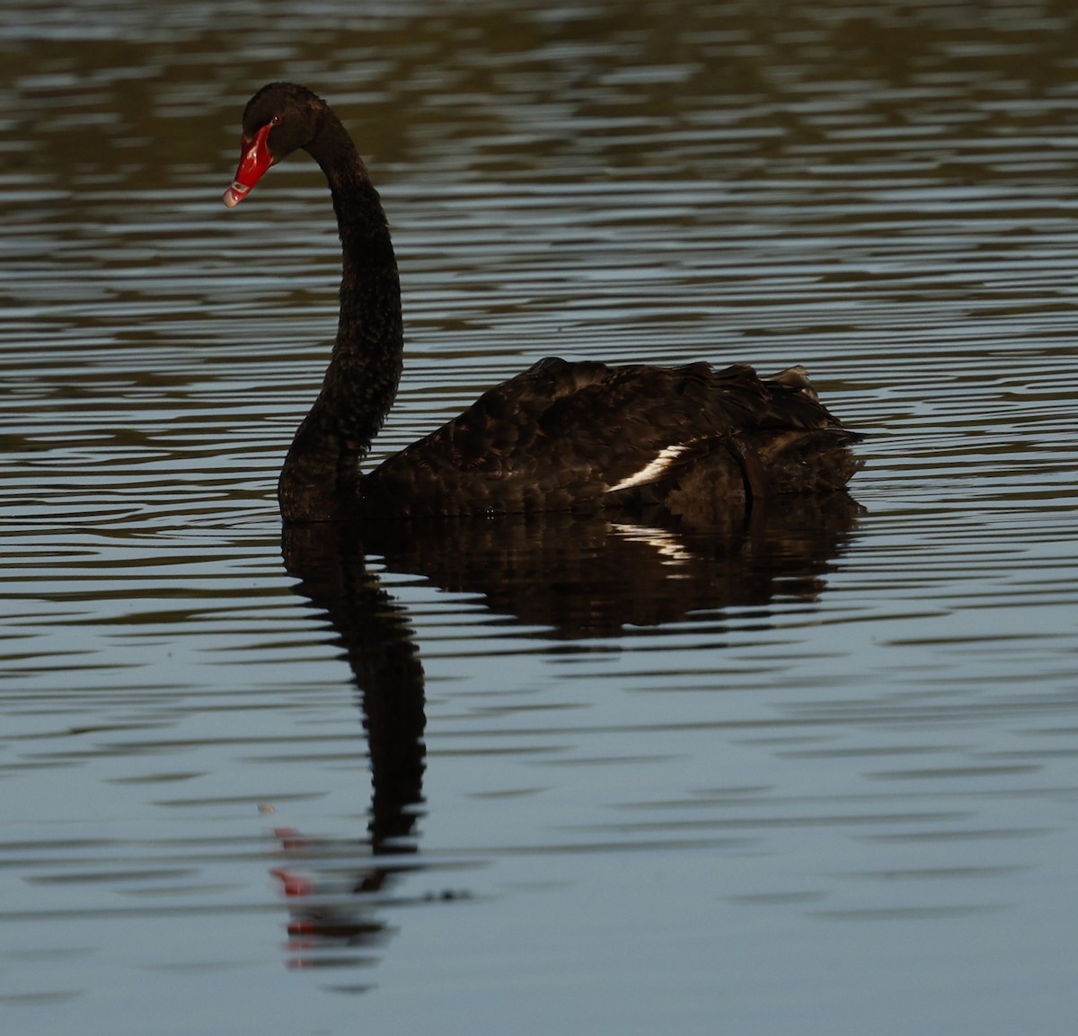 Black Swan - ML617705796