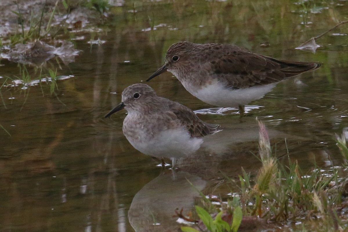 Temminck's Stint - ML617705821