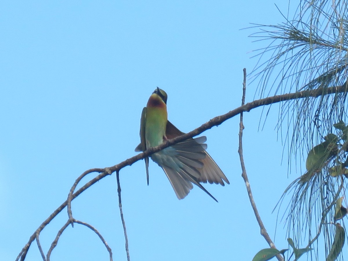 Blue-tailed Bee-eater - Bob Hargis