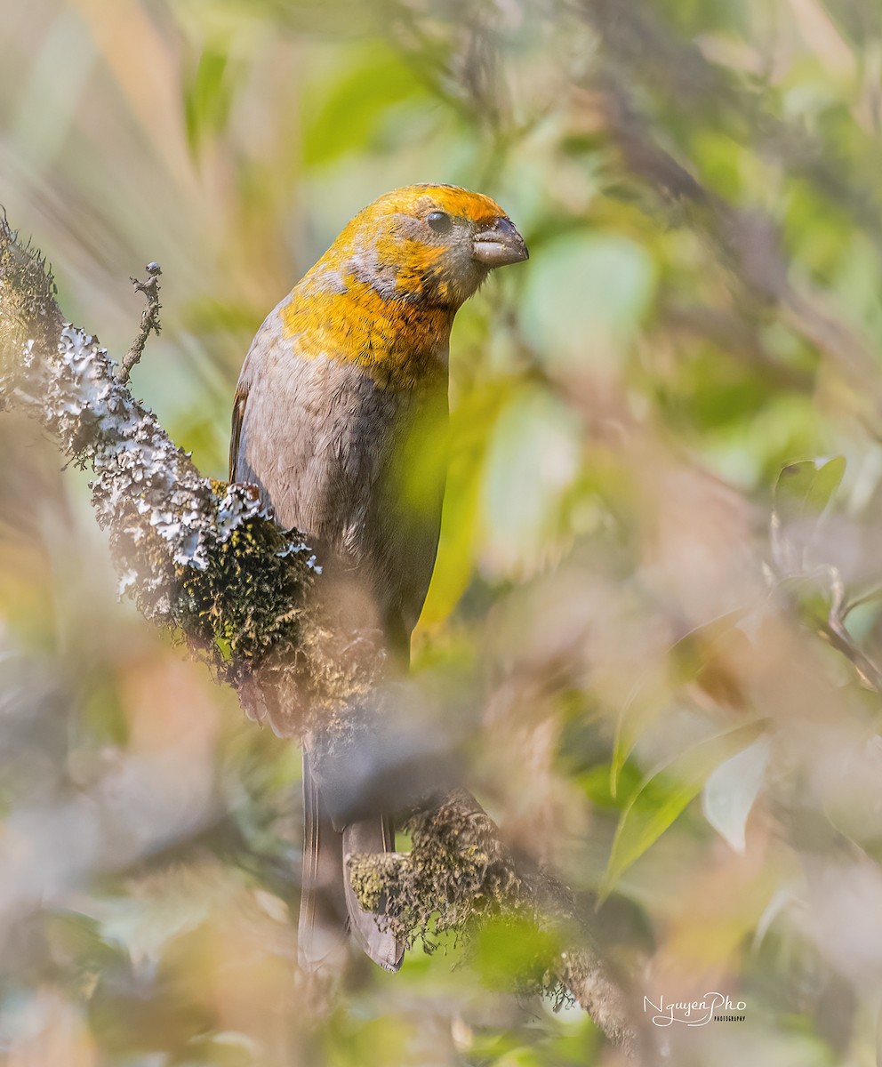 Crimson-browed Finch - Nguyen Pho