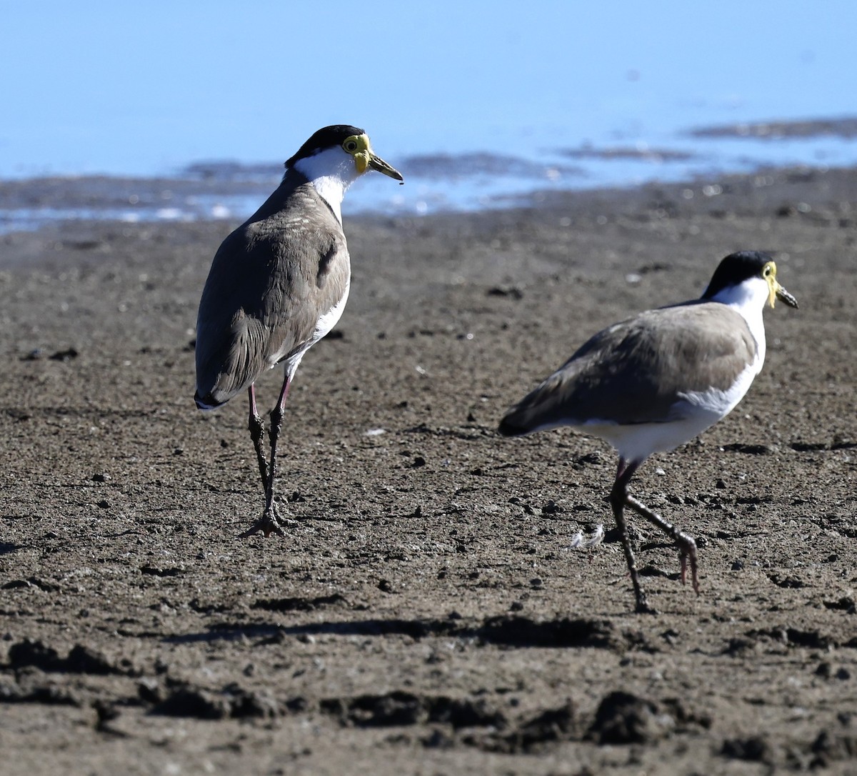 Masked Lapwing - ML617705965