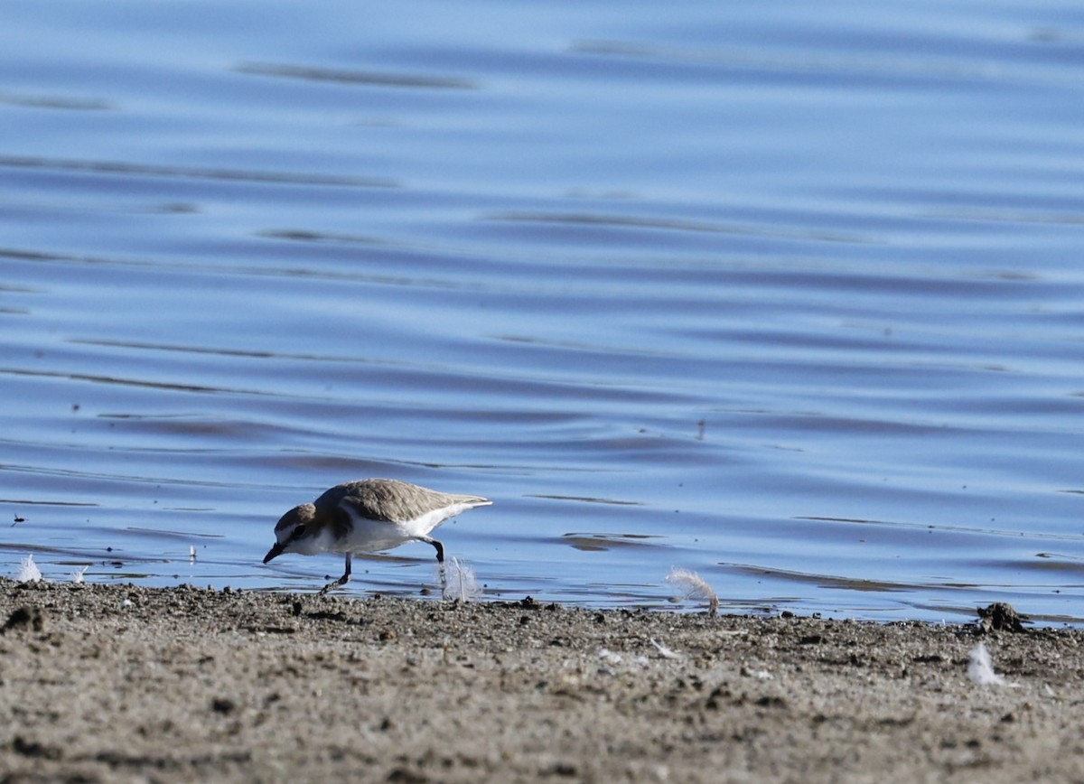 Red-capped Plover - ML617705979