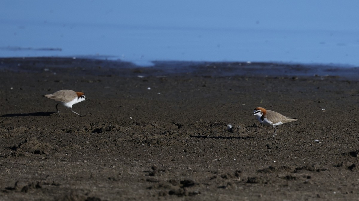 Red-capped Plover - ML617705981