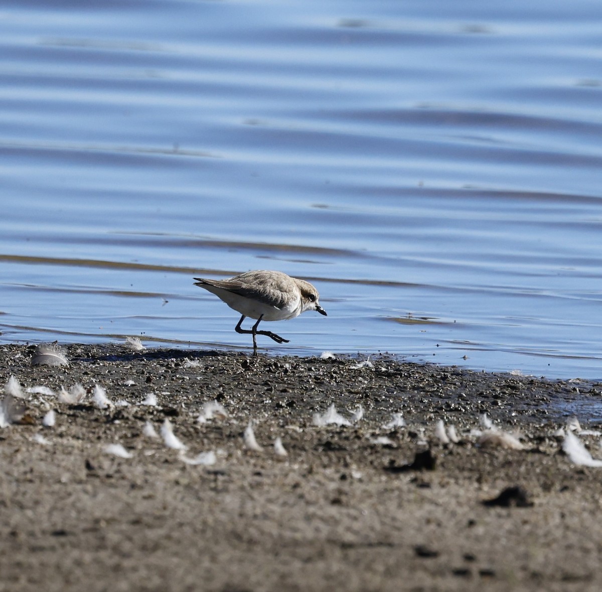 Red-capped Plover - ML617705982