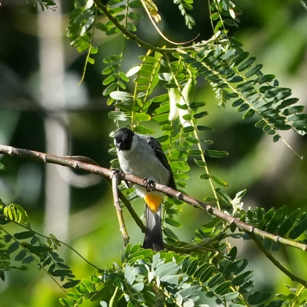 Sooty-headed Bulbul - Sandy Gayasih