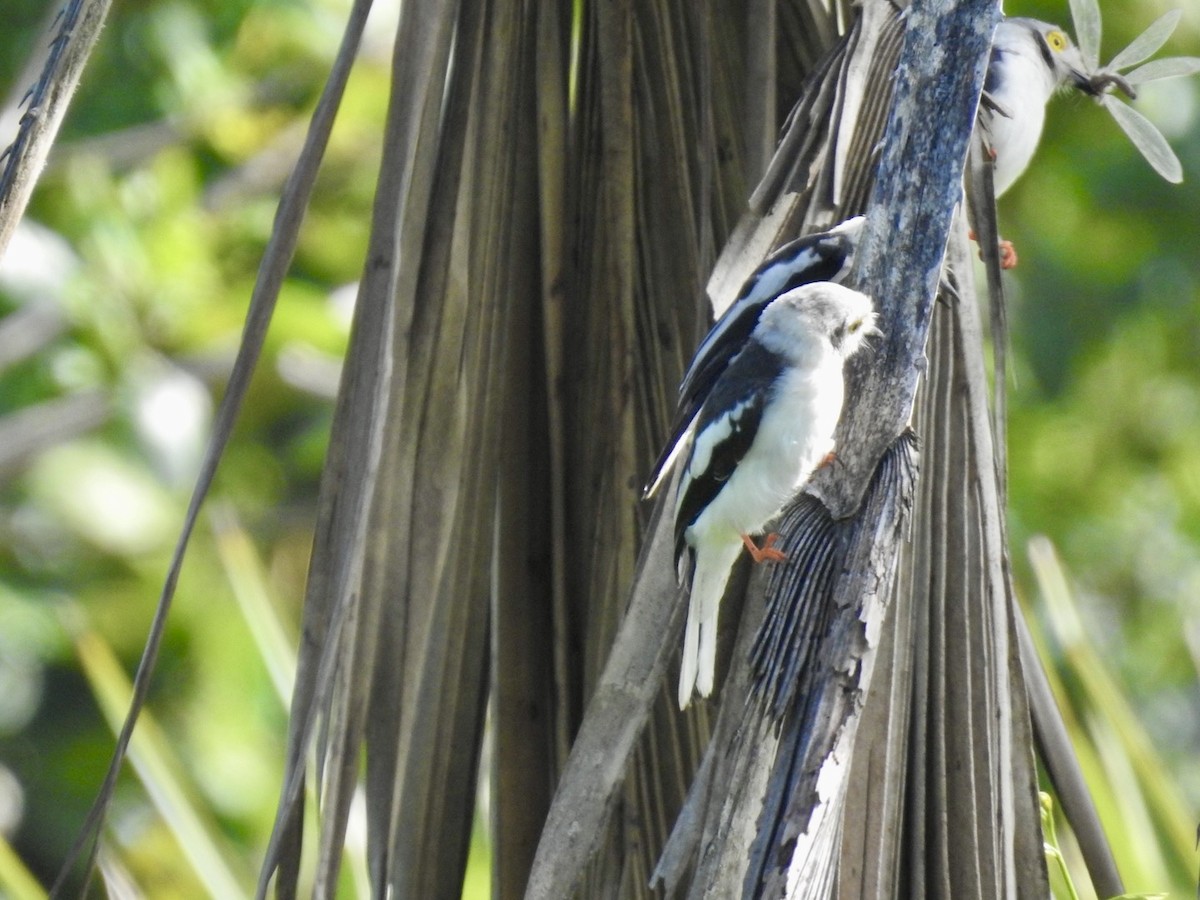 White Helmetshrike (Yellow-eyed) - ML617705986