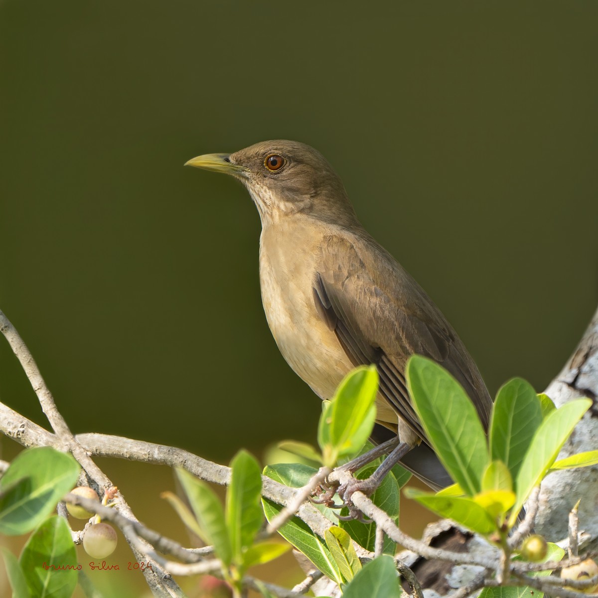 Clay-colored Thrush - Bruno  Silva