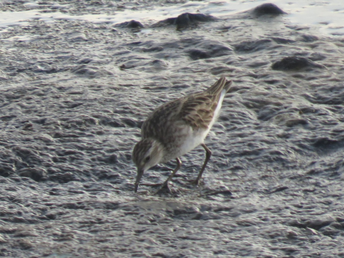 Long-toed Stint - Bob Hargis