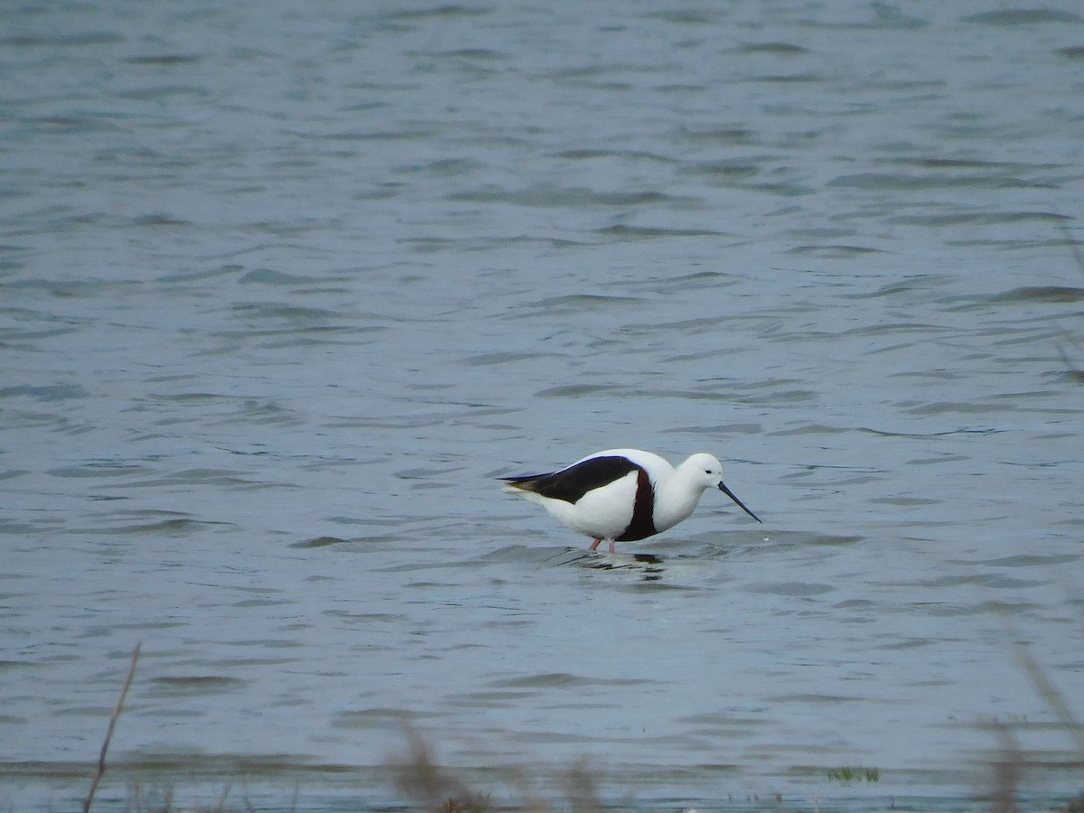 Banded Stilt - George Vaughan