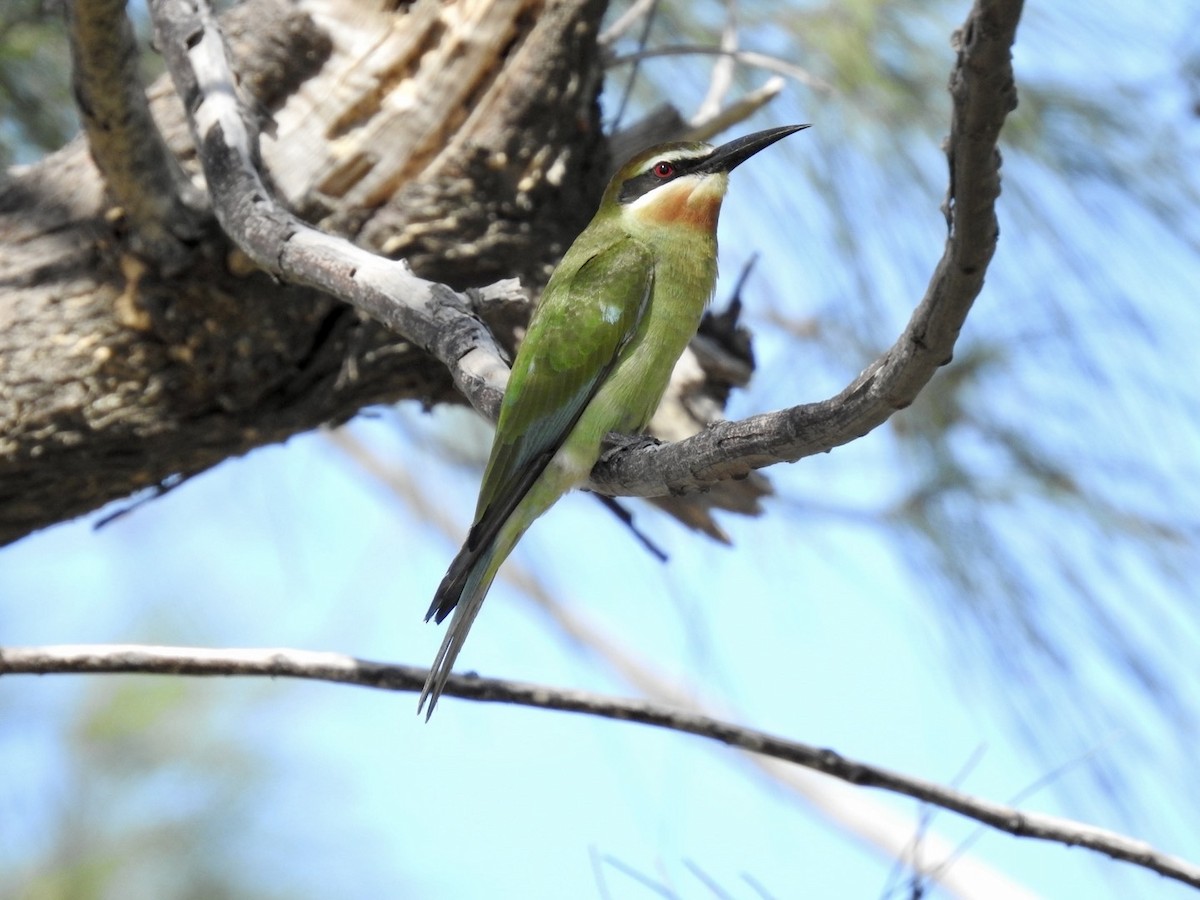 Madagascar Bee-eater - Nick Odio