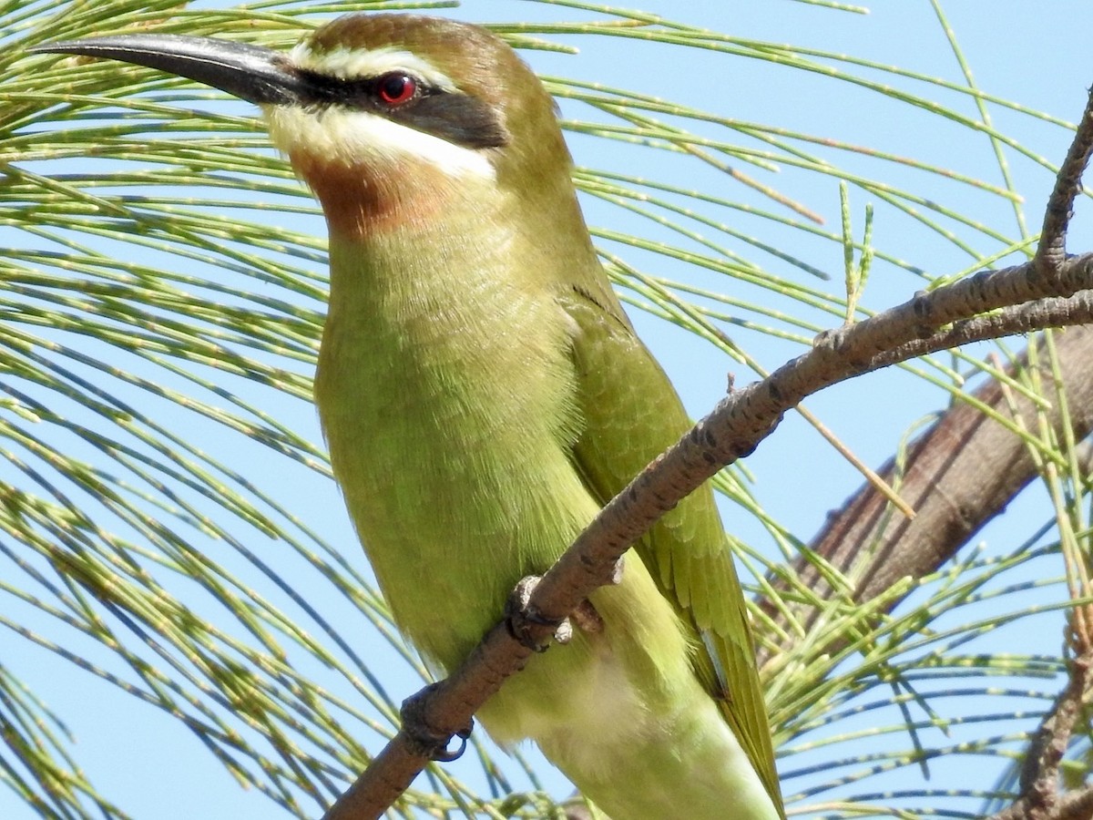 Madagascar Bee-eater - ML617706077