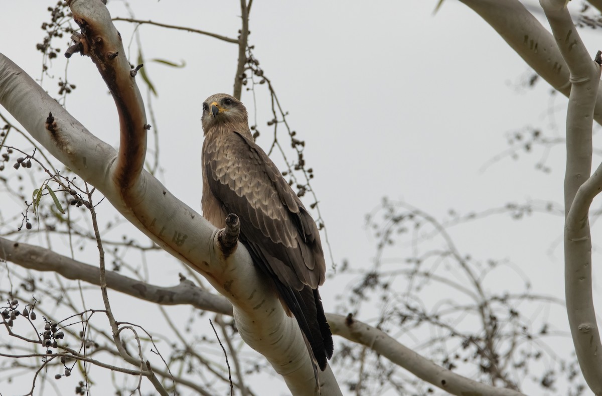 Black Kite - ML617706173