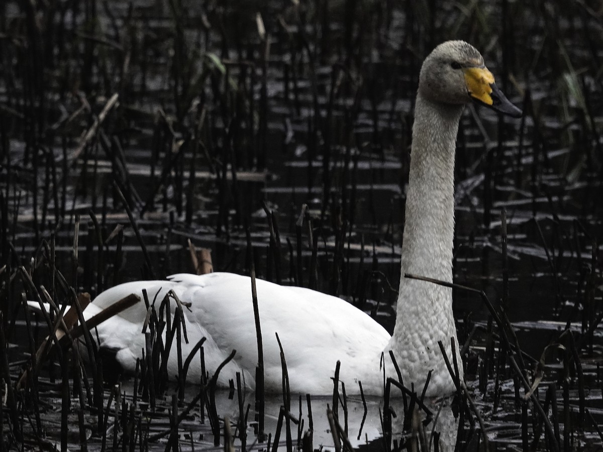 Whooper Swan - ML617706250