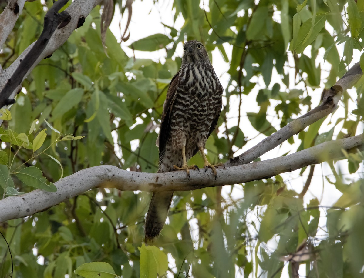 Brown Goshawk - Mitch Rose