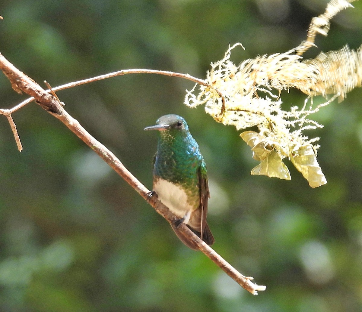 Snowy-bellied Hummingbird - ML617706264