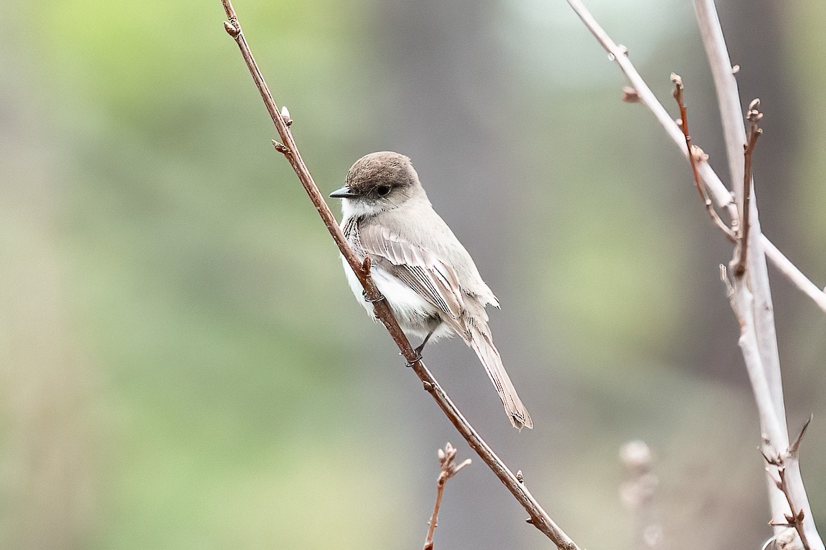 Eastern Phoebe - ML617706265