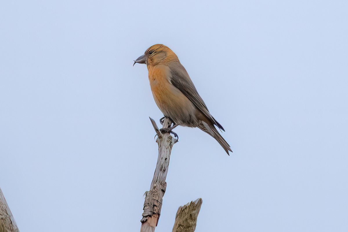 Red Crossbill - Shori Velles