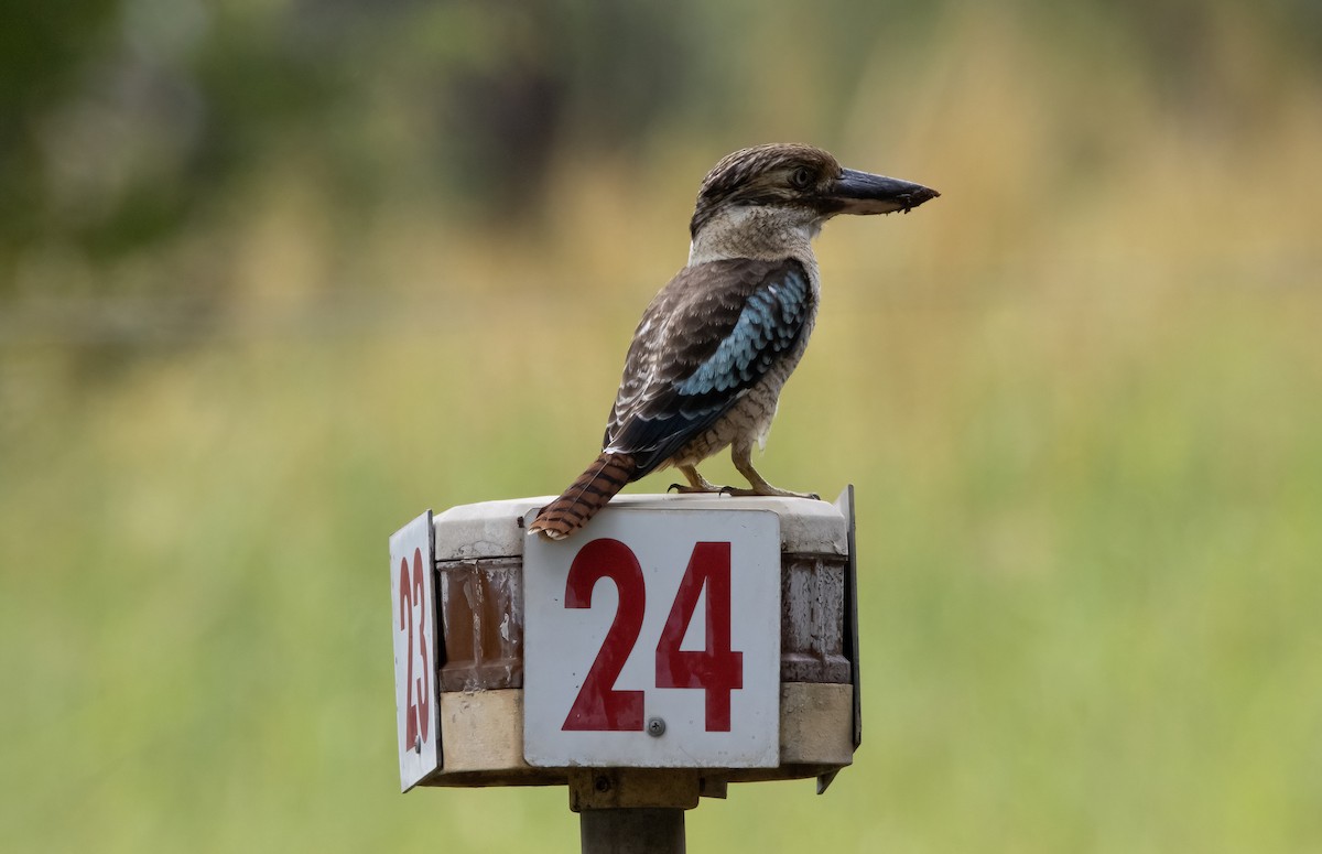 Blue-winged Kookaburra - ML617706278