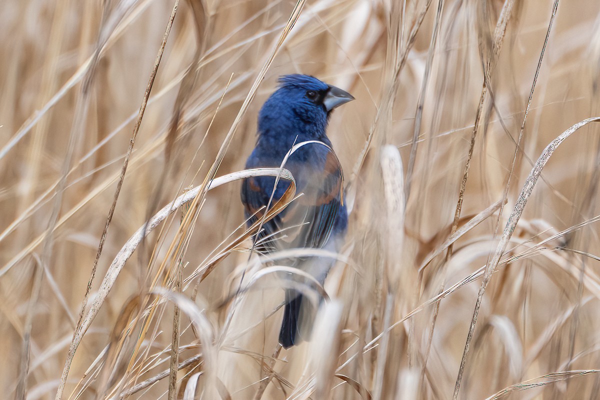 Blue Grosbeak - ML617706281