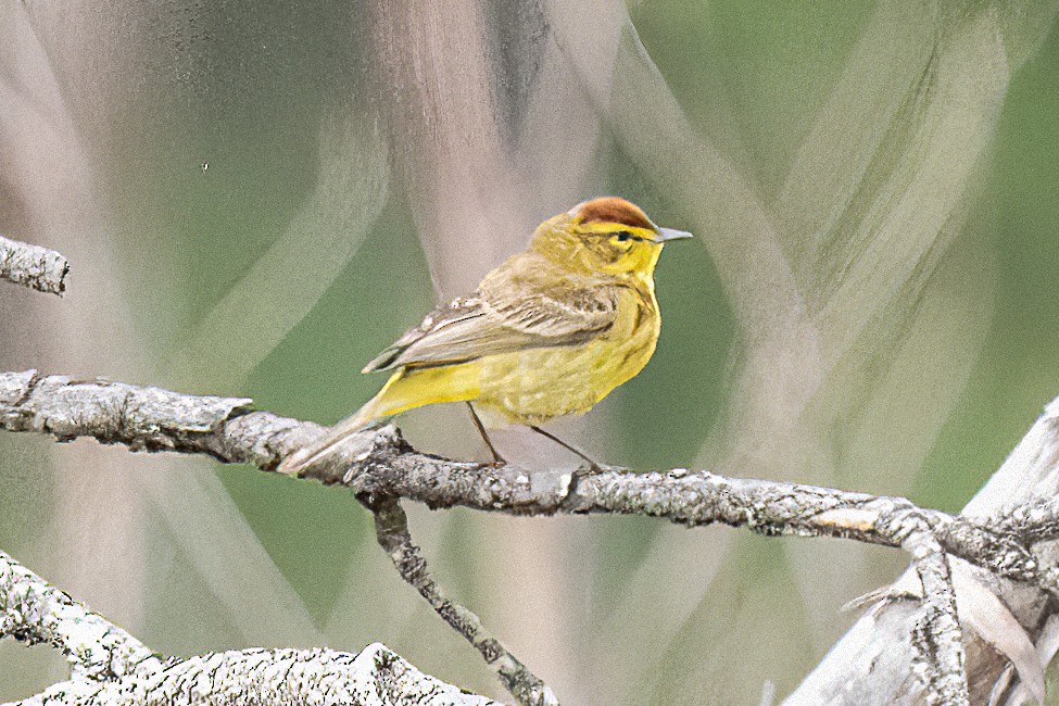 Palm Warbler - ML617706292