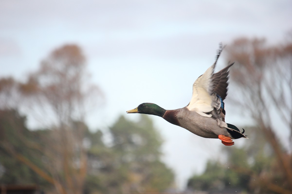 Mallard - Darron Gedge