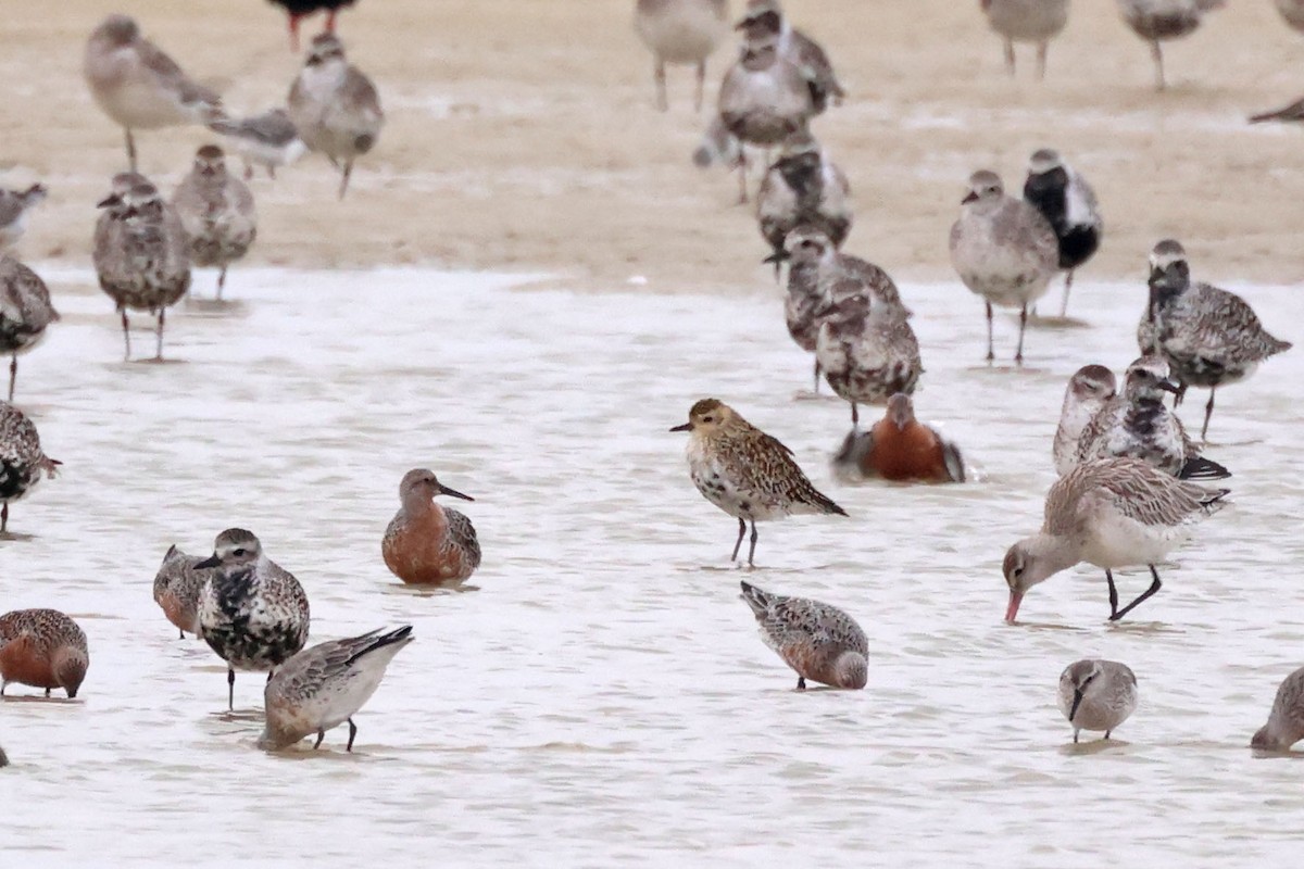 Pacific Golden-Plover - ML617706298