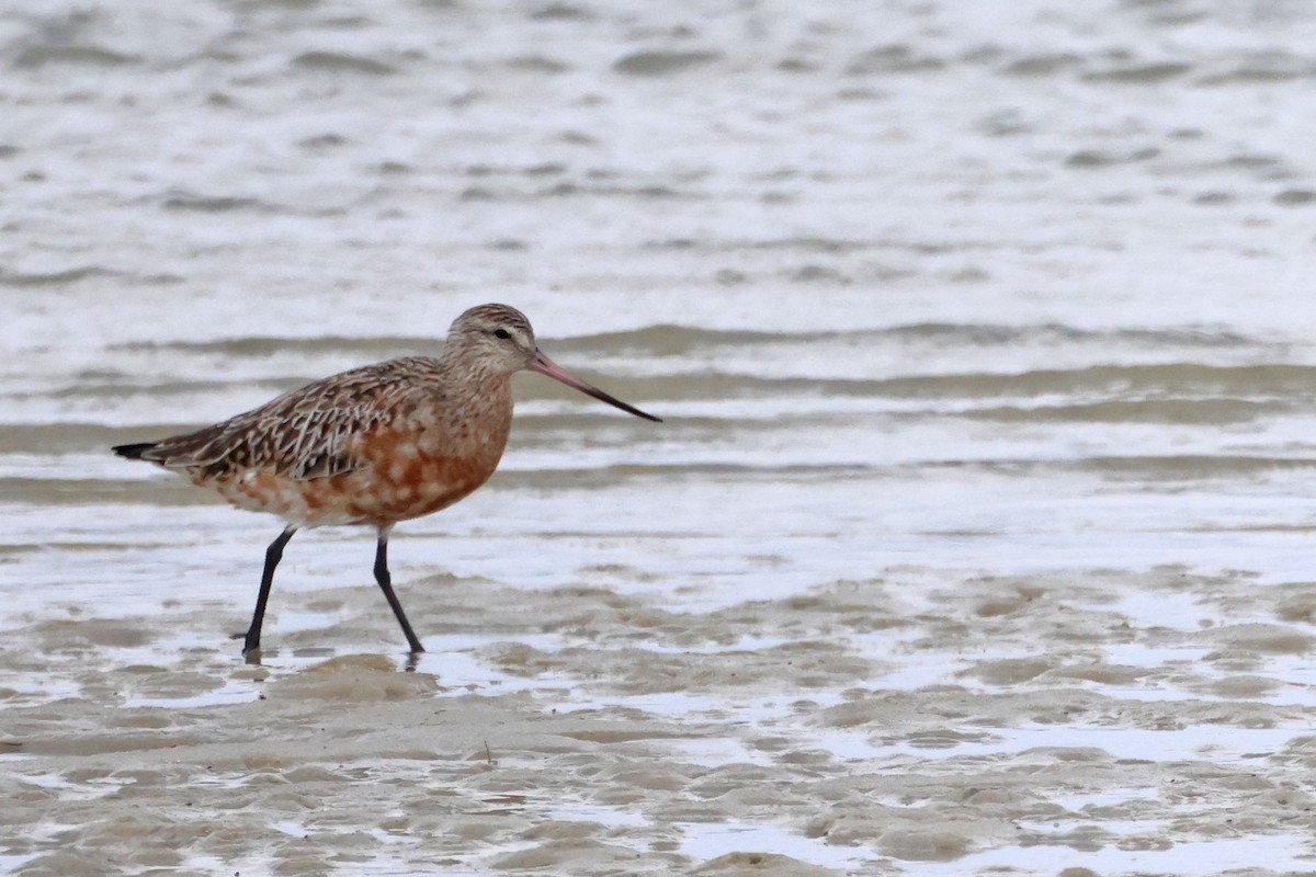 Bar-tailed Godwit (European) - ML617706302