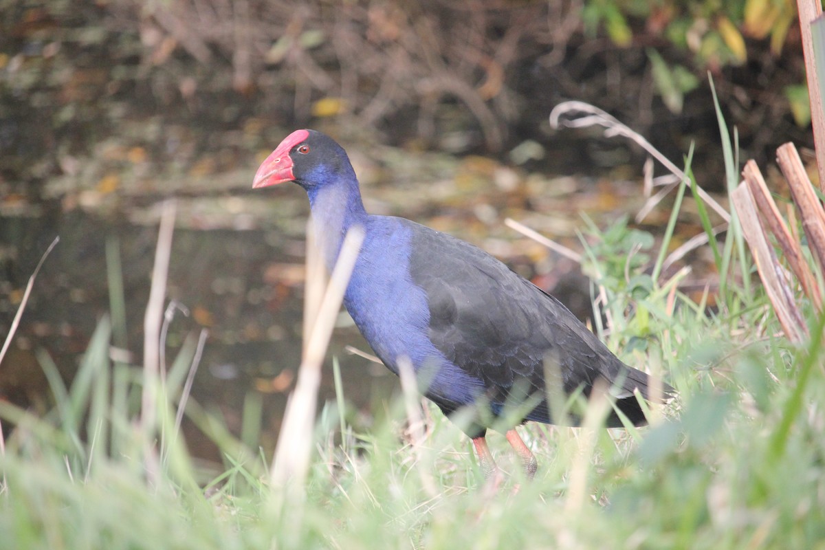 Australasian Swamphen - Darron Gedge