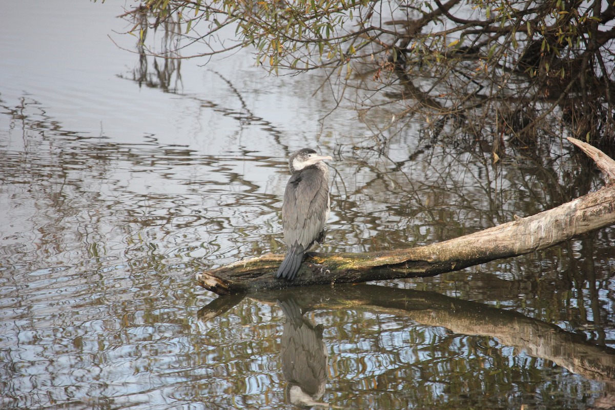 Pied Cormorant - Darron Gedge