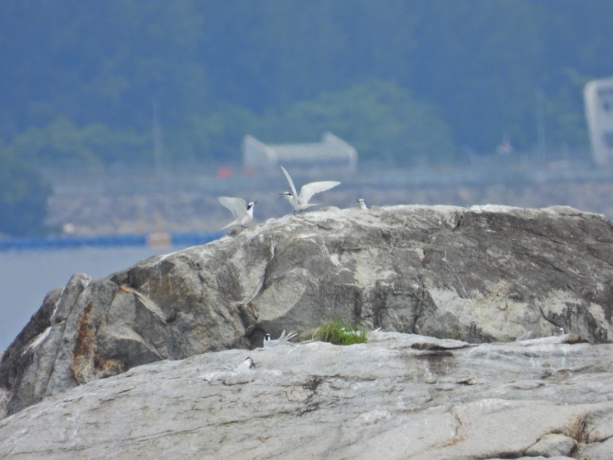 Black-naped Tern - ML617706341