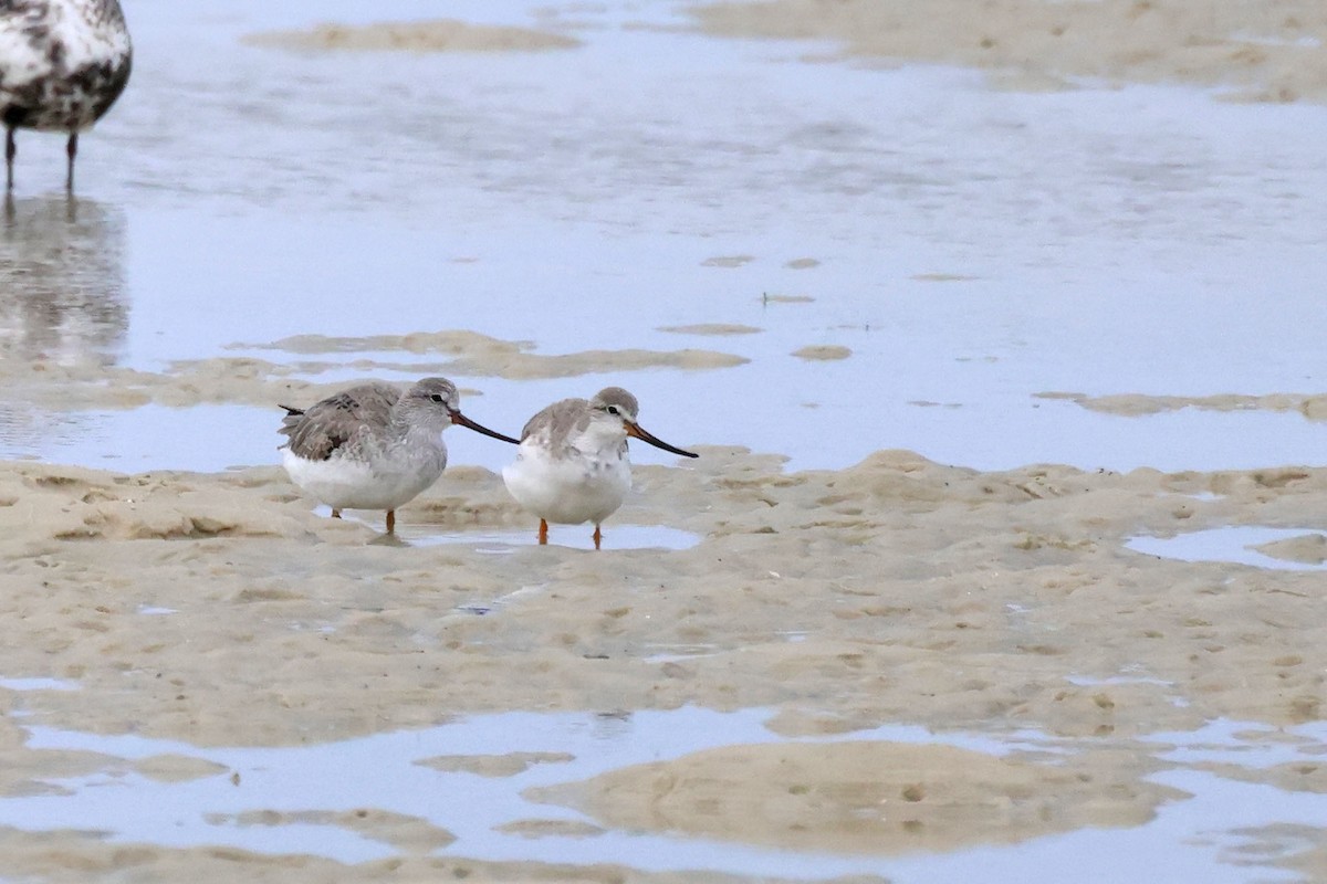 Terek Sandpiper - Trevor Hardaker