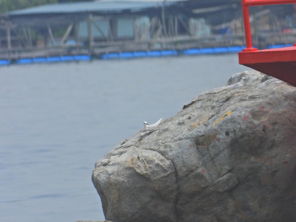 Black-naped Tern - Nick 6978