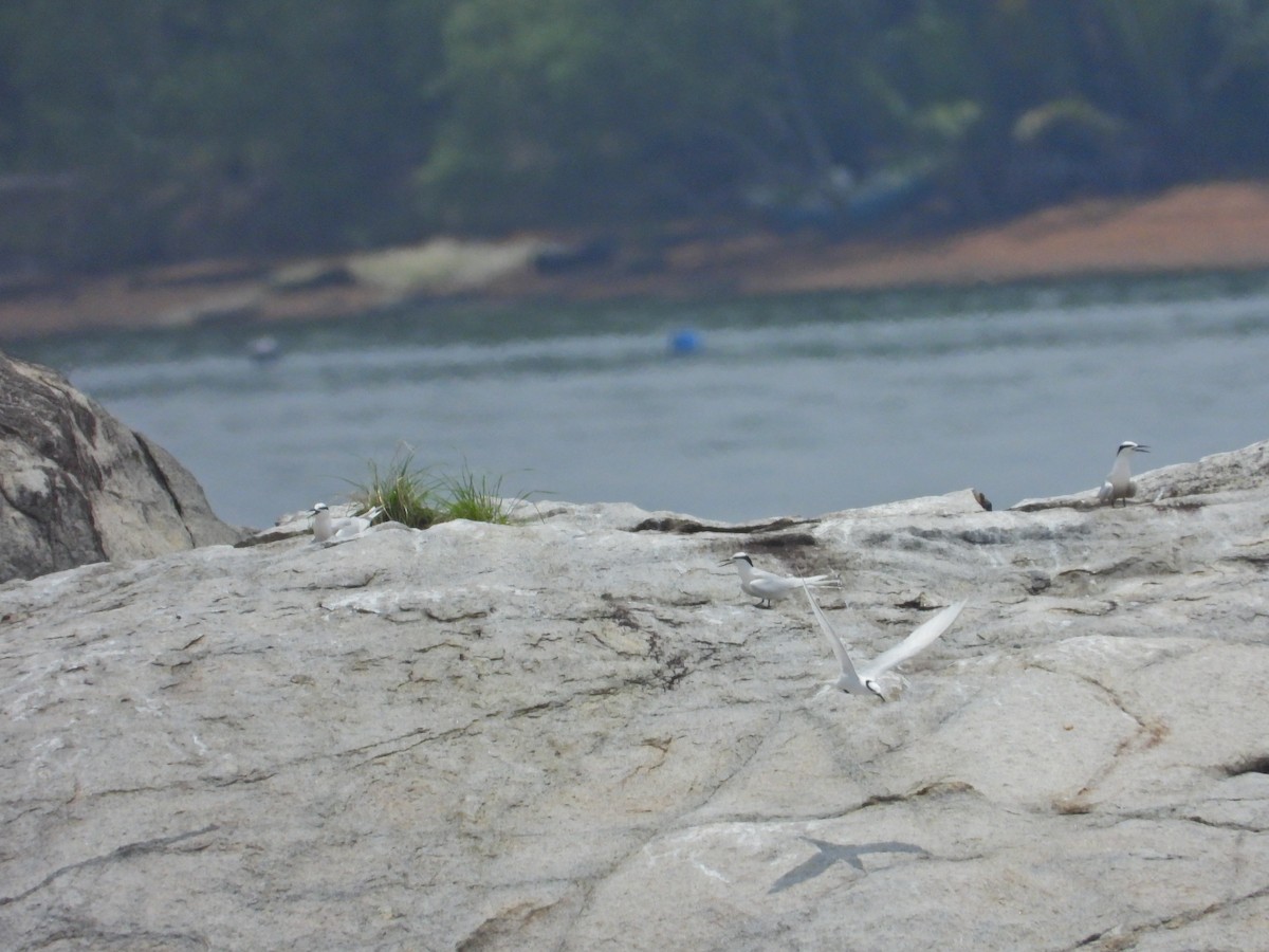 Black-naped Tern - ML617706377