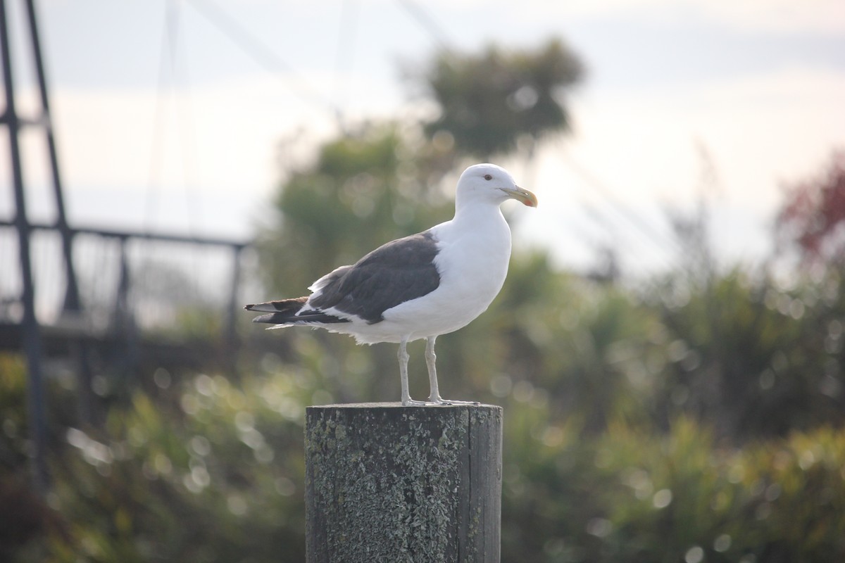 Kelp Gull - ML617706378