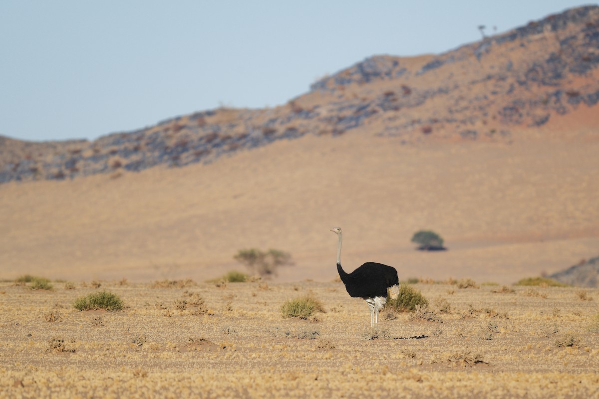 Common Ostrich - ML617706388