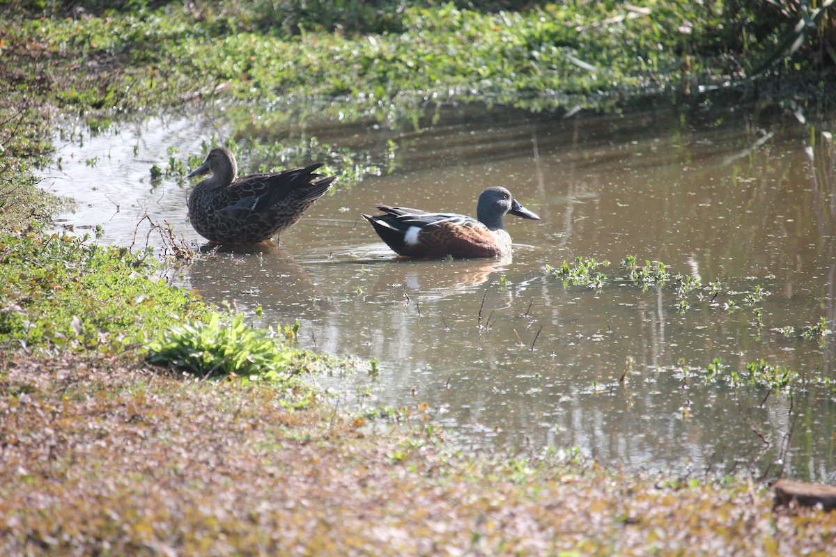 Australasian Shoveler - Darron Gedge