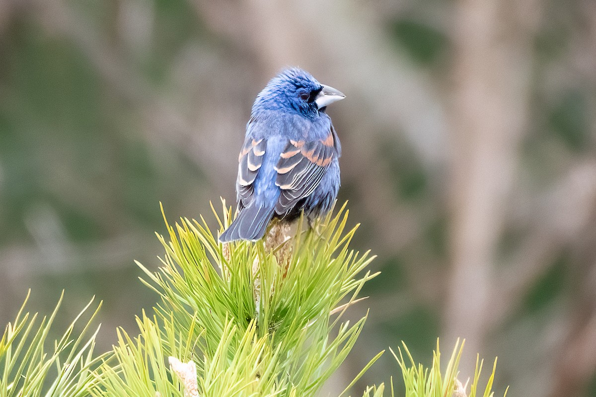 Blue Grosbeak - Shori Velles