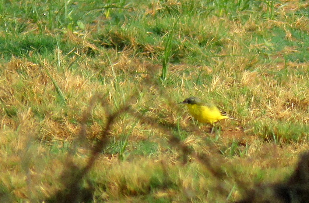 Western Yellow Wagtail - Deepa Mohan