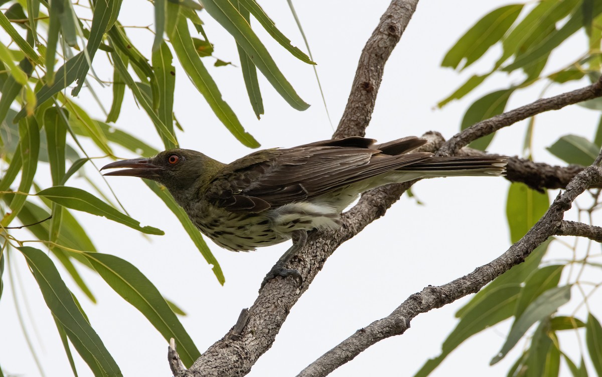 Olive-backed Oriole - ML617706488