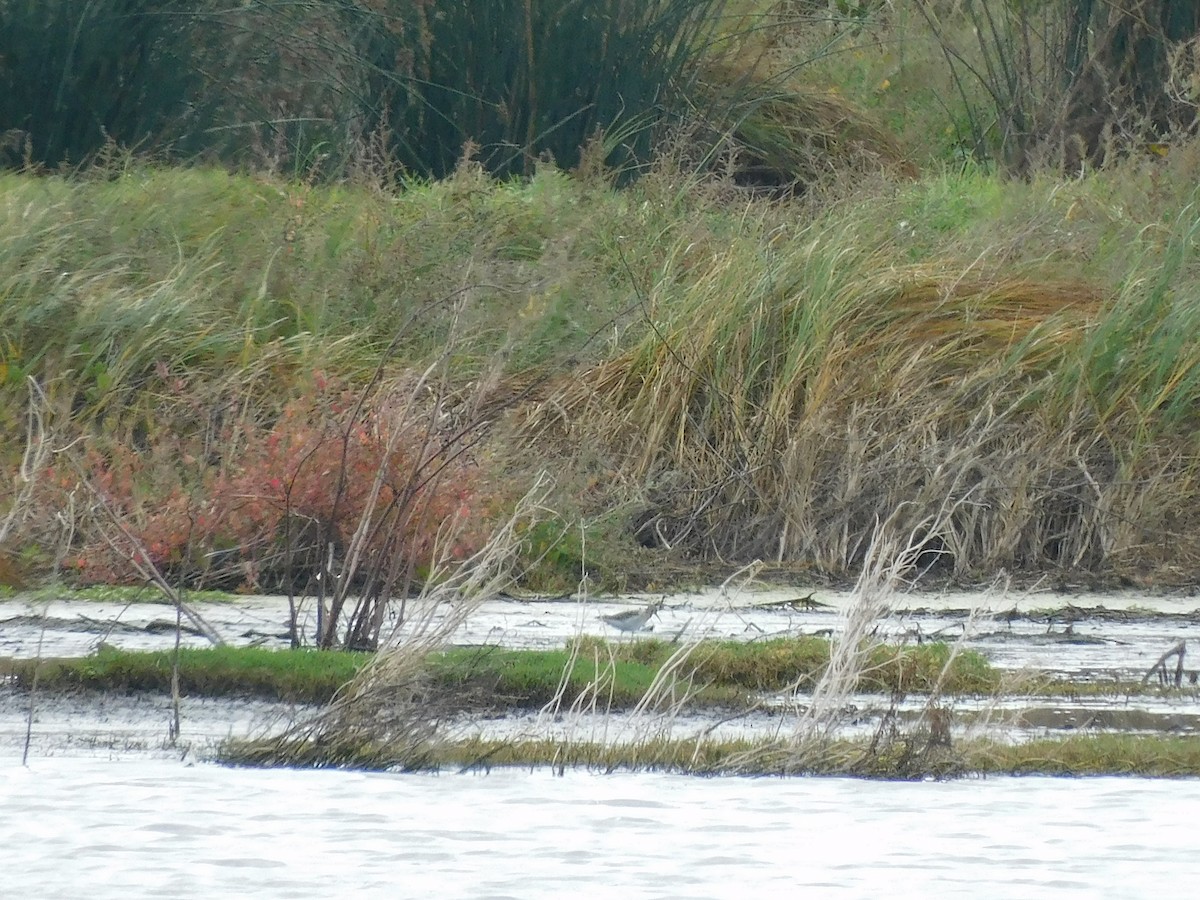 Wood Sandpiper - George Vaughan