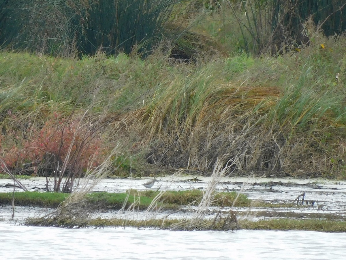 Wood Sandpiper - George Vaughan