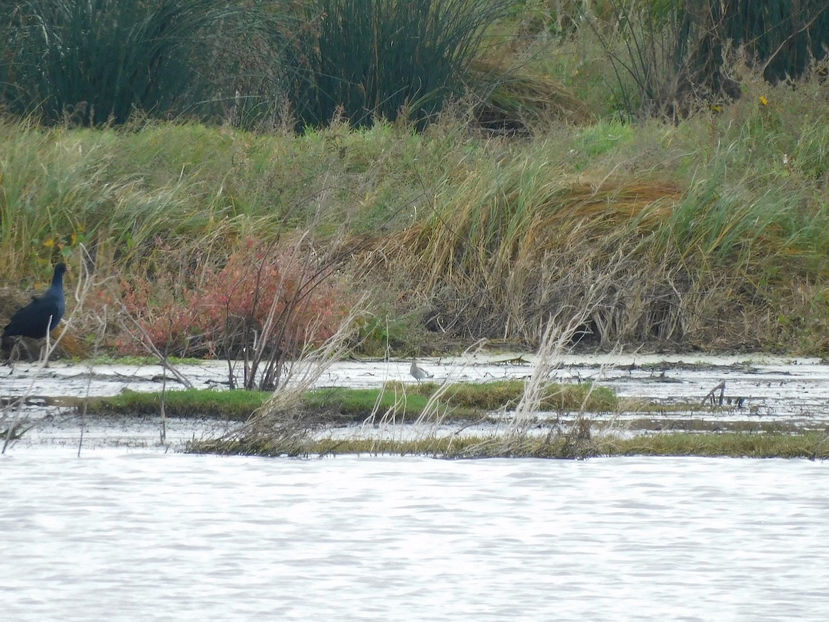 Wood Sandpiper - George Vaughan